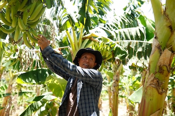 14 de abril de 2026. Ingeniero Marvin Molina trabajando en la estación experimental de ciencias agronómicas de la Universidad de El Salvador en San Luis Talpa (El Salvador). (EFE/ Rodrigo Sura)