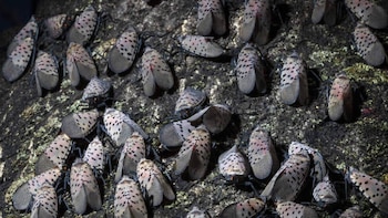 Primer plano de múltiples linternas moteadas (Lycorma delicatula) con cuerpos negros y alas grises con puntos negros, posadas sobre la corteza oscura de un árbol
