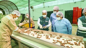 Inspectores del SENASA verifican que