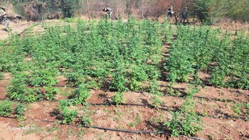 Más de 22 plantas fueron