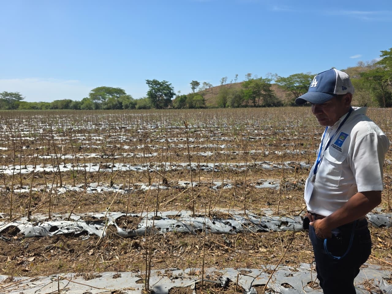 La sequía mantiene a 103 municipios de Honduras en alerta roja, principalmente por los efectos del déficit de lluvias sobre el acceso al agua y las actividades agrícolas. (Foto: Oscar Ortiz)