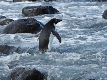 El estudio señaló que las colonias de pingüino de Adelia con menor consumo de peces redujeron su número de individuos en las últimas décadas. (Allanah Purdie Department of Conservation New Zealand/Handout via REUTERS)