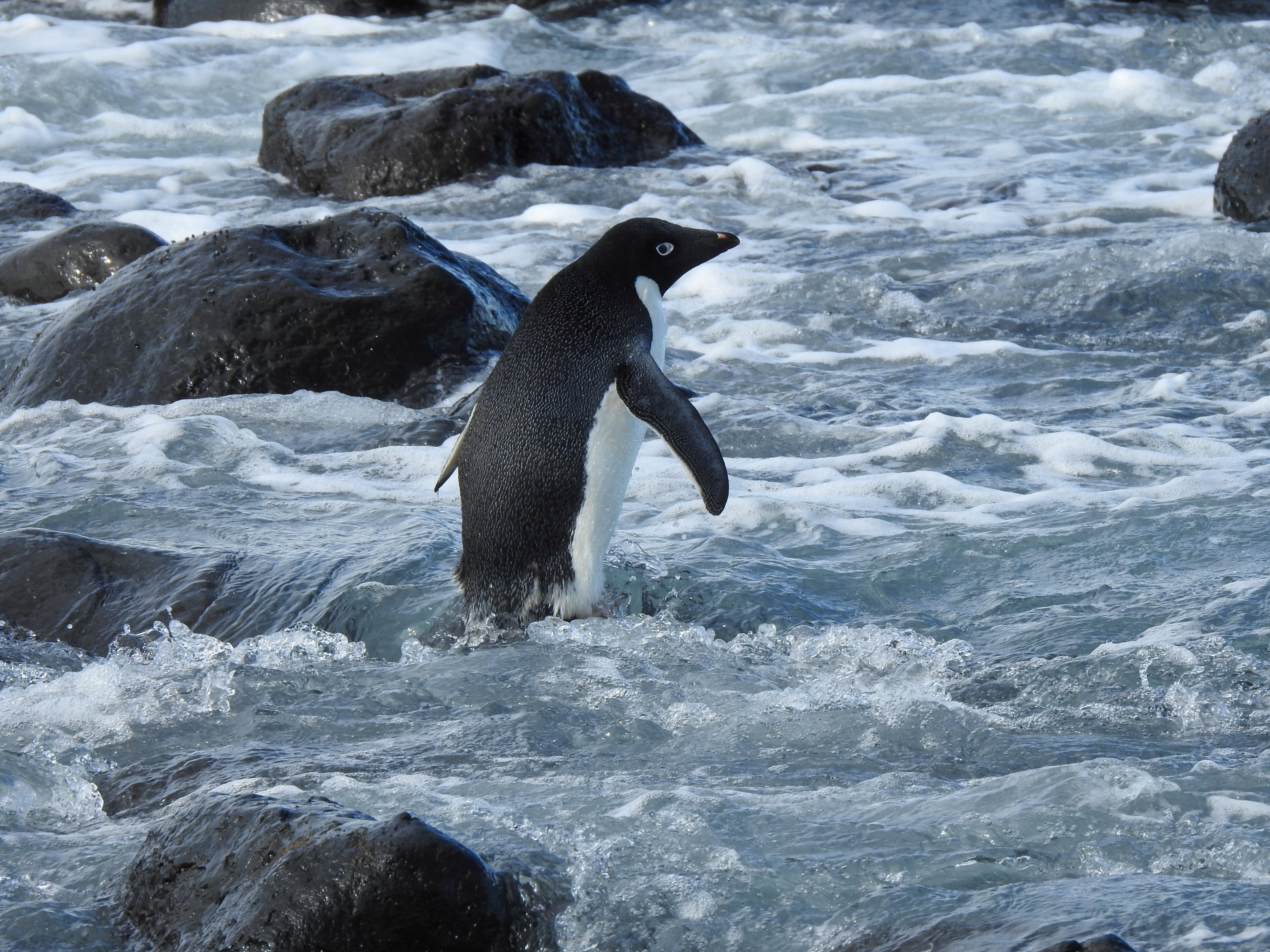 El estudio señaló que las colonias de pingüino de Adelia con menor consumo de peces redujeron su número de individuos en las últimas décadas. (Allanah Purdie Department of Conservation New Zealand/Handout via REUTERS)