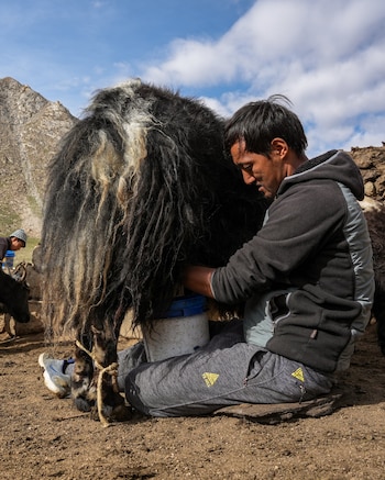 Un hombre sentado en el suelo ordeña un yak de pelaje largo e introduce la leche en un cubo blanco con borde azul
