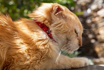 Plano de perfil de un gato de pelaje anaranjado con un collar rojo estampado y los ojos cerrados al aire libre