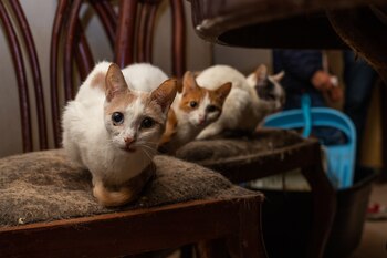 estos felinos merecen encontrar un