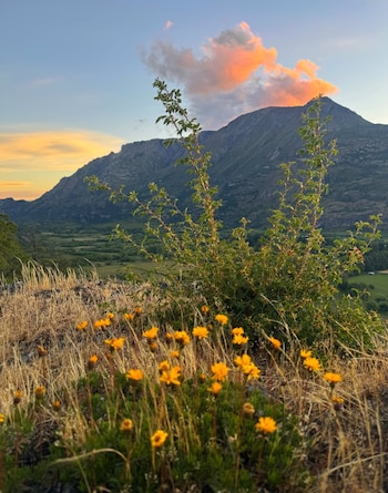 La flora patagónica fue de