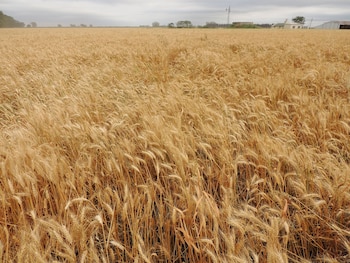 Campo de trigo