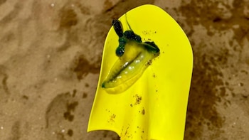 Una especie venenosa hallada en