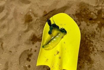 Aparición de Fragata Portuguesa