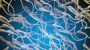 Alta grasa corporal, no IMC, vinculada a un menor recuento de espermatozoides