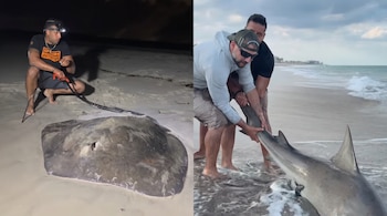 Dos fotos combinadas de un hombre junto a una raya en la arena de noche y dos hombres sujetando a un tiburón en la orilla de día.