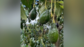 Tres aguacates verdes cuelgan de una rama de árbol. Hojas verdes y otros aguacates se aprecian en el fondo desenfocado