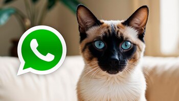 El modo gato siamés en