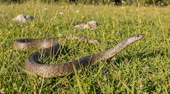 Una serpiente de tonos marrones y grises con un patrón de escamas distintivo, se encuentra en un campo de hierba verde con algunas rocas borrosas al fondo.