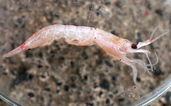 El krill, un pequeño pero