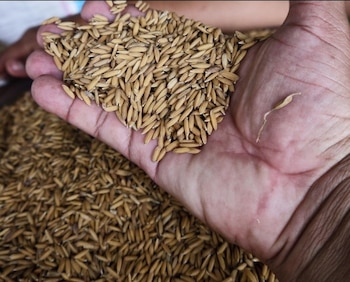 Al traer el arroz en cáscara también se beneficia a la industria molinera, encargada de transformar el grano. (MIDA)