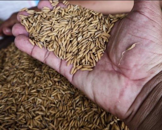 Al traer el arroz en cáscara también se beneficia a la industria molinera, encargada de transformar el grano. (MIDA)