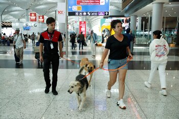 Refugios locales e internacionales trabajan para reubicar a perros callejeros turcos
(REUTERS)