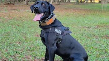 Midnight fue el heroico perro que encontró a un niño de 3 años perdido en el bosque.