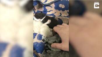 18-05-2021 Una camada de gatos