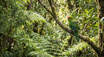 Un periquito verde con la cabeza roja y detalles azules en las alas se posa en una rama cubierta de musgo en un entorno de bosque frondoso con luz difusa.
