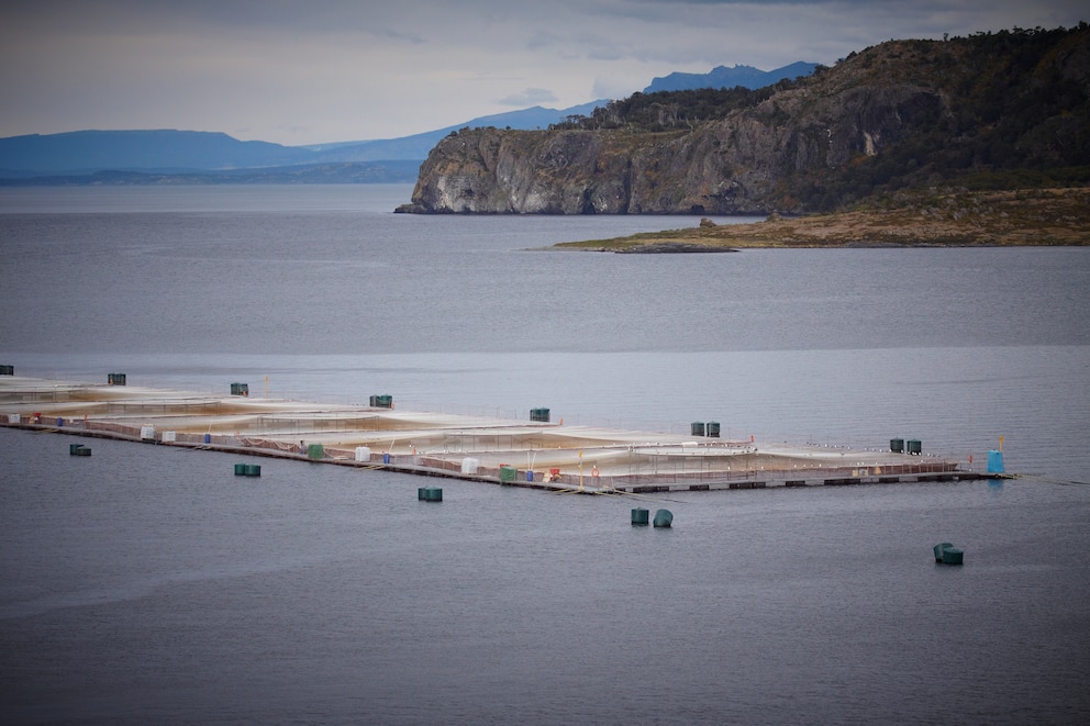 Argentina puede bajar la huella del salmón con soja certificada