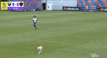 El perro al final huyó (captura de pantalla)