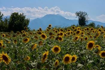La propuesta presentada por Grecia en 2014 combina biodiversidad y legado histórico (AP foto/Petros Giannakouris)