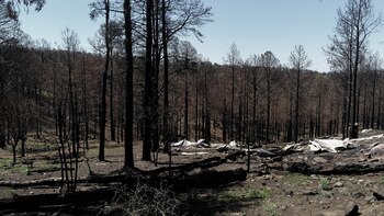 Entre 1987 y el 2018,