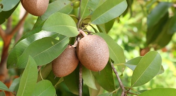 Una de las maneras de