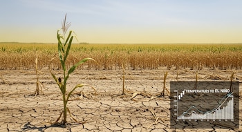 Primer plano de tierra agrietada en un campo con un tallo de maíz verde solitario y otros secos, un campo seco al fondo y un gráfico sobre temperaturas de El Niño.
