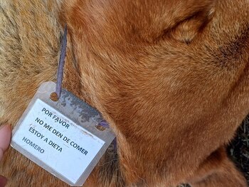 "Por favor, no me den