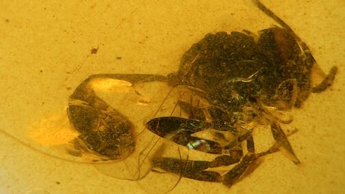 Descubren en El Soplao (Cantabria) una avispa conservada en ámbar de hace 105 millones de años: es una nueva especie extinta