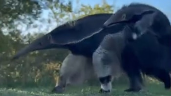 El tierno video de un oso hormiguero con su cría en su lomo en el Parque Nacional Iberá que se viralizó