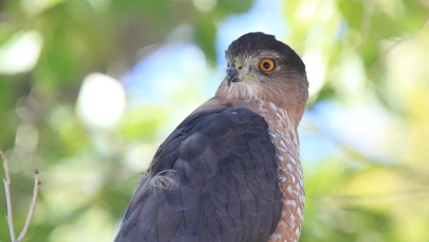 AZORES EN PELIGRO: Ciudades amenazan su supervivencia