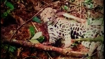 Video: de un tiro en