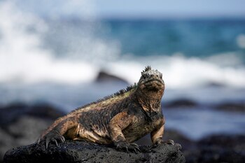 Una iguana marina de las