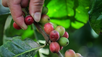 Extorsiones persisten en zonas cafeteras