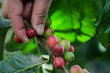 Una gran parte de los