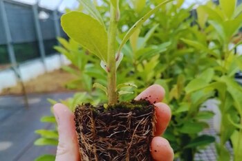 Con el fin de mejorar