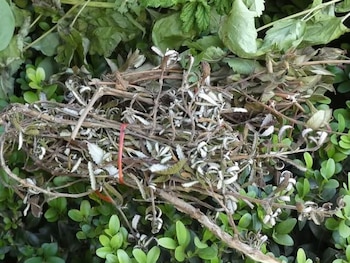 Generalmente se consume en forma