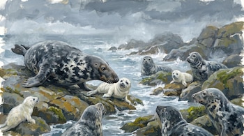 Ilustración estilo témpera de una foca gris grande atacando a una cría blanca en una costa rocosa bajo cielo nublado, con otras focas observando.