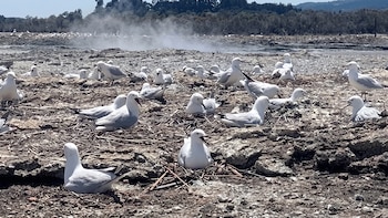 ¿Vapor volcánico como antiparasitario? Así es el curioso comportamiento de las aves en Nueva Zelanda