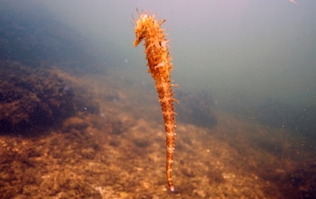 Los caballitos de mar pigmeos son difíciles de distinguir del coral en el que viven (REUTERS)