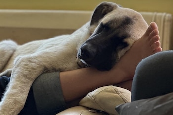 Perro con pelaje claro y hocico oscuro durmiendo sobre el pie de una persona, que lleva pantalón oscuro. Se observa parte de un sofá
