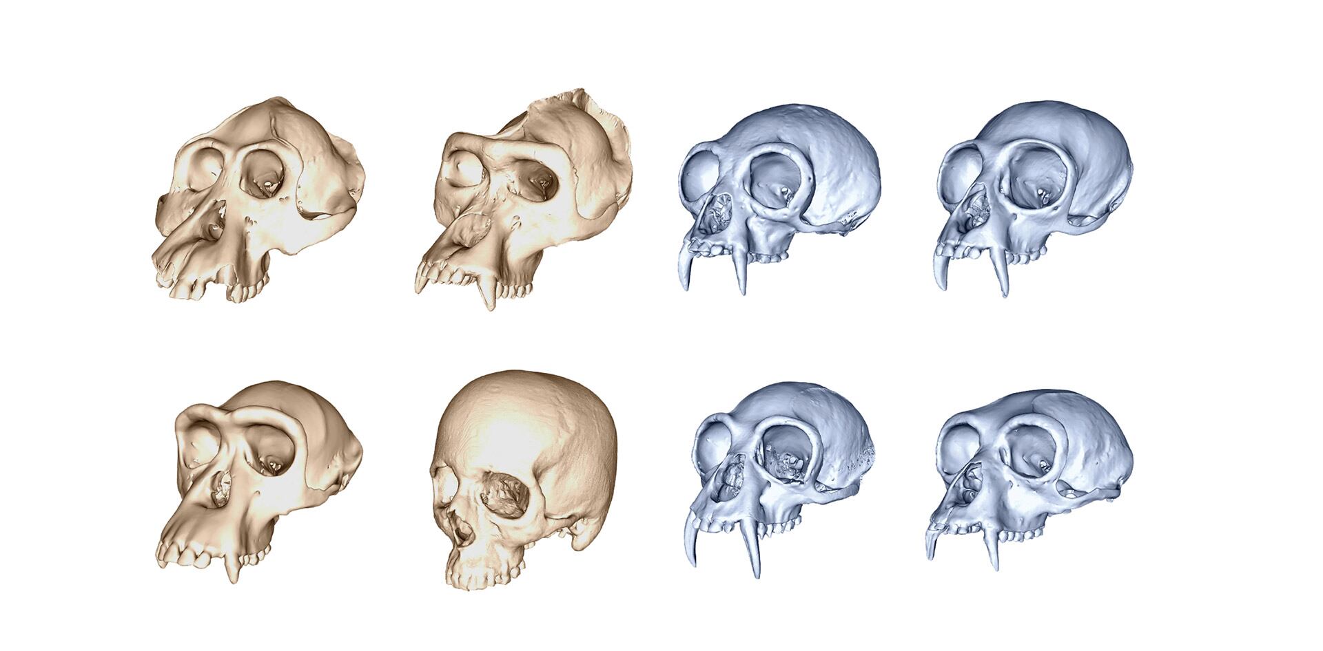 La Naturaleza [microform], image size:1920x946