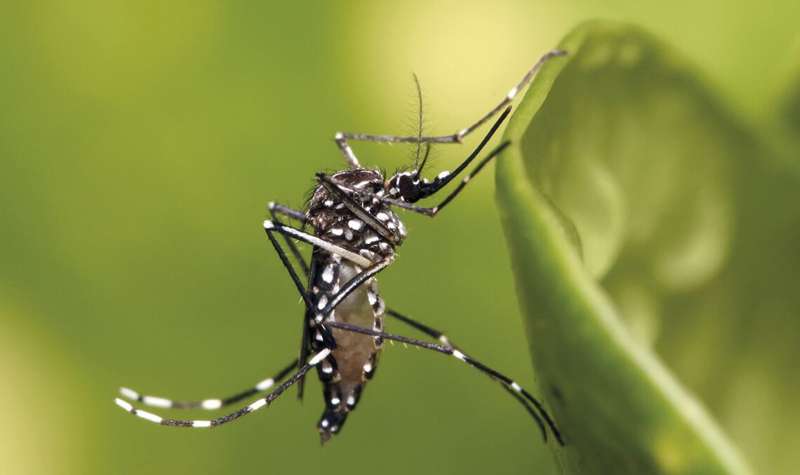 El Ministerio de Salud confirmó el tercer caso de chikungunya en Costa Rica durante 2026, detectado en un hombre extranjero residente en Guanacaste. (Cortesía: Revista Fapesp)