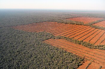 Bosques destruidos Argentina
