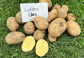 La papa Golden Globe, especie Solanum Tuberosum, tiene un rendimiento superior a la Granola, una variedad que hasta el momento se ubica como la número uno en el país. (IDIAP)